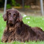 Paw-sitive Growth: How SEO Can Fetch More Clients for Your Sarasota Dog Walking Business