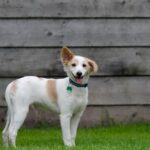 Paw-sitive ROI: Transforming Your Sarasota Pet Boarding with Smart PPC Campaigns