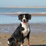 “Paw-sitive Results: How PPC Can Fetch New Clients for Your Bradenton Dog Walking Business”