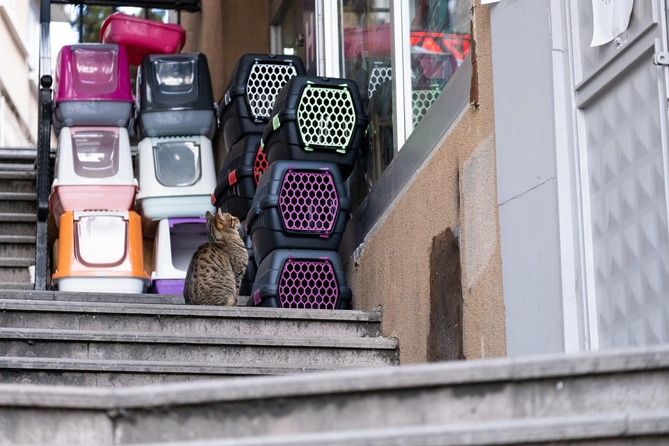 Paws and Effect: Unlocking the Power of PPC Advertising for Sarasota's Pet Groomers