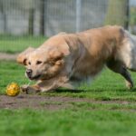 “Paws-itively Profitable: How PPC Advertising Can Fetch More Customers for Your Bradenton Pet Boarding Business”