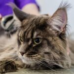 Pawsitive Growth: How PPC Advertising Can Transform Your Bradenton Pet Grooming Business!