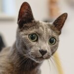 Pawsitive Growth: How SEO Can Transform Your Bradenton Pet Grooming Business