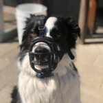 Pawsitive Growth: Unlocking the Benefits of SEO for Pet Trainers in Sarasota