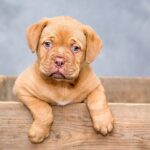 Pawsitive ROI: Why Bradenton Dog Walkers Should Invest in PPC Advertising Today!