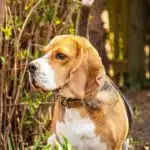 Pawsitively Profitable: Boosting Your Bradenton Pet Boarding with Smart SEO Strategies