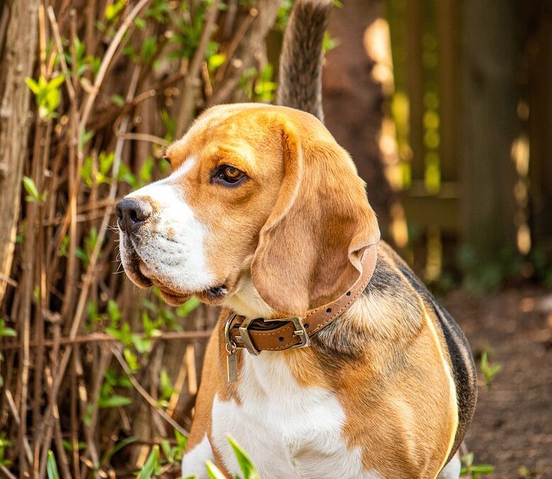Pawsitively Profitable: Boosting Your Bradenton Pet Boarding with Smart SEO Strategies