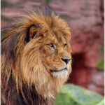 Pawsitively Profitable: How PPC Advertising Can Elevate Your Sarasota Pet Training Business