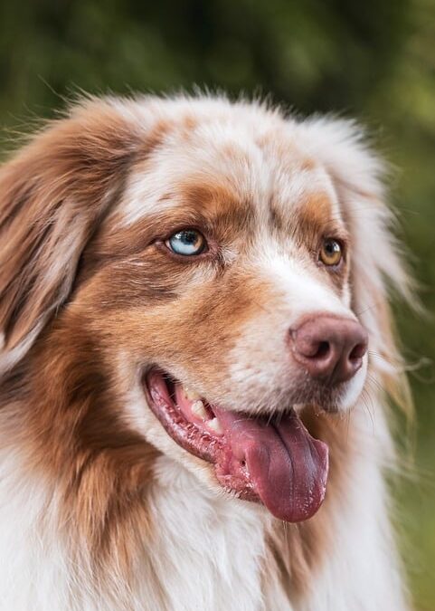 Pawsitively Profitable: How PPC Can Fetch Big Leads for Sarasota's Dog Walkers!