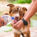 Pawsitively Profitable: How SEO Can Help Bradenton Dog Walkers Attract More Furry Clients