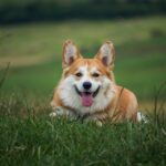 Pawsitively Profitable: How SEO Can Help Bradenton Dog Walkers Fetch More Clients