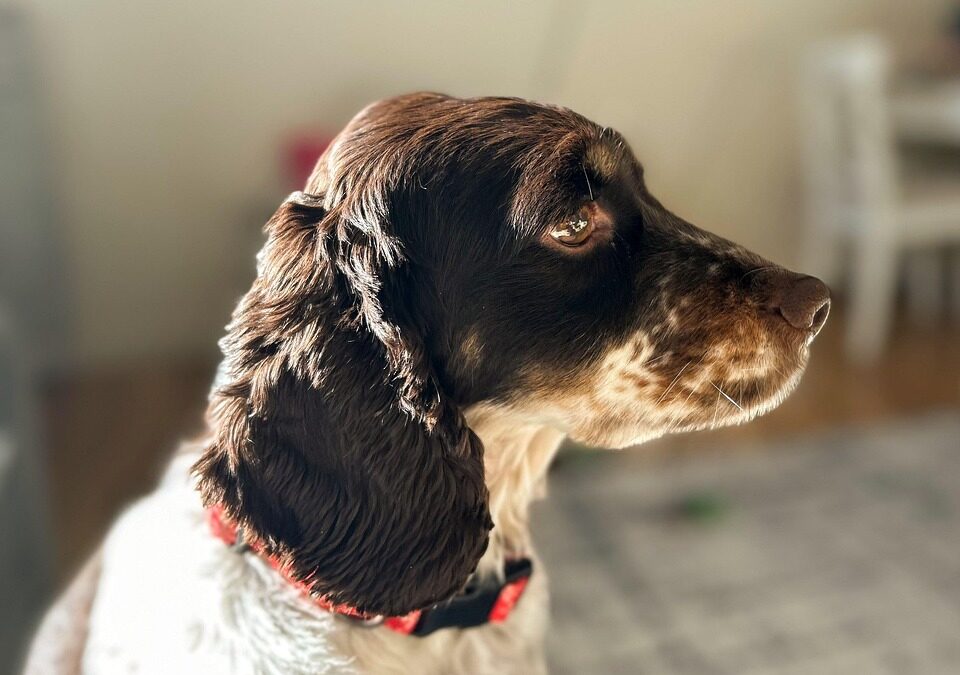 Pawsitively Visible: How SEO Can Bring Your Sarasota Pet Grooming Business into the Spotlight!