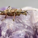 Pest Control Supercharged: Unlocking Local Success in Bradenton with Targeted PPC Ads!