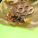 Reduce Your Pest Problems—Not Your Budget: The ROI of PPC for Bradenton Pest Control Owners