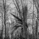 Revive & Thrive: How SEO Can Transform Your Bradenton Water Damage Restoration Business