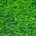 Rooting for Growth: How SEO Can Cultivate Your Sarasota Landscaping Business
