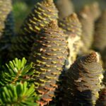 Rooting for Success: Leveraging PPC to Elevate Your Tree Services in Sarasota