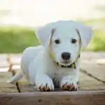 Run, Bark, Click: Unlocking the Secrets of PPC for Bradenton’s Dog Walking Businesses!