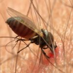 Sarasota Pest Inspectors: Transforming Local Leads into Loyal Customers with PPC Strategies