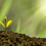 Sarasota Success: The Essential Role of SEO in Attracting Local Financial Clients