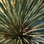 Sarasota’s Secret to Success: Why Your Landscaping Business Needs Effective SEO Now