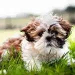 Sit, Stay, Advertise: Unlocking the Power of PPC for Local Pet Trainers in Bradenton