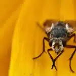 Small Business, Big Results: Unlocking the Potential of PPC for Bradenton's Pest Inspectors