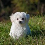 Sniffing Out Success: How Effective SEO Can Transform Your Sarasota Dog Walking Business