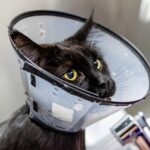 Sniffing Out Success: The Benefits of PPC for Sarasota's Pet Groomers
