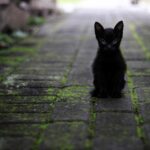 Sniffing Out Success: The Top 5 PPC Strategies for Pet Groomers in Bradenton