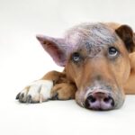 Step Up Your Game: Why Sarasota's Dog Walkers Can't Afford to Ignore PPC Advertising!