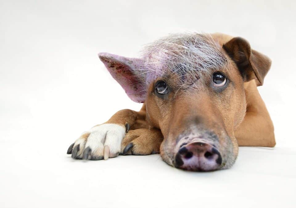 Step Up Your Game: Why Sarasota's Dog Walkers Can't Afford to Ignore PPC Advertising!