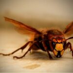 Stop Pests in Their Tracks: The Power of PPC for Sarasota's Local Pest Control Companies