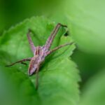 Sweep Away Competition: Unlocking the Benefits of SEO for Your Sarasota Pest Control Business