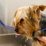 Tail-Wagging Results: How Effective PPC Can Give Your Bradenton Pet Grooming Service a Competitive Edge