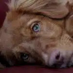 Tails of Success: How Local SEO Can Help Bradenton Pet Trainers Stand Out in a Crowded Market