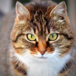Tails of Success: Transform Your Sarasota Pet Training Business with Targeted PPC Campaigns