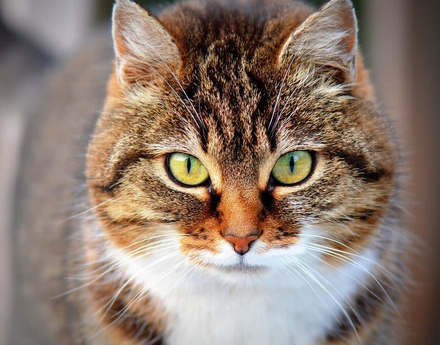 Tails of Success: Transform Your Sarasota Pet Training Business with Targeted PPC Campaigns