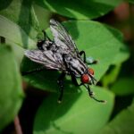 Targeted Solutions: How Local Sarasota Pest Control Businesses Can Thrive with PPC Advertising