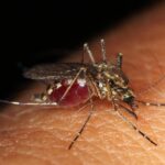 Targeting Pests and Clients: The Double Advantage of PPC for Sarasota Pest Inspectors