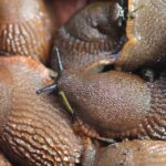 Targeting Pests and Profits: Why Local Pest Inspectors in Bradenton Need to Invest in PPC