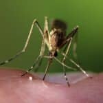 The Buzz About SEO: Why Every Pest Inspector in Bradenton Needs a Strong Online Presence