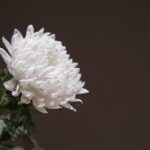The Lasting Impact of Online Visibility: How SEO Transforms Funeral Home Services in Bradenton