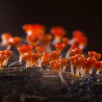 The Mold Remediation Advantage: Why Local SEO is Your Best Tool for Business Success in Bradenton