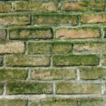 Top 5 SEO Tips for Sarasota Mold Remediation Businesses: Turn Local Searches Into Loyal Customers