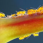 Top Pest Inspectors in Sarasota: How Targeted PPC Can Drive Local Clients to Your Door