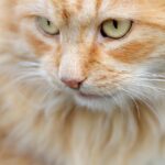 Train Your Way to the Top: Boosting Your Sarasota Pet Training Business with Insider SEO Tips