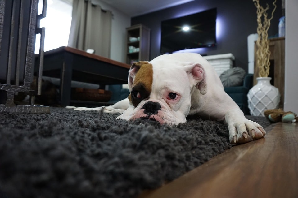 Transform Your Carpet Cleaning Business: How PPC Advertising Can Boost Your Bradenton Visibility!