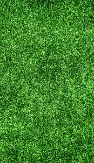 Transform Your Sarasota Carpet Cleaning Business: How SEO Can Drive Local Customers to Your Doorstep