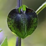 Transforming Pests into Profits: Why Bradenton Pest Control Owners Need SEO to Thrive
